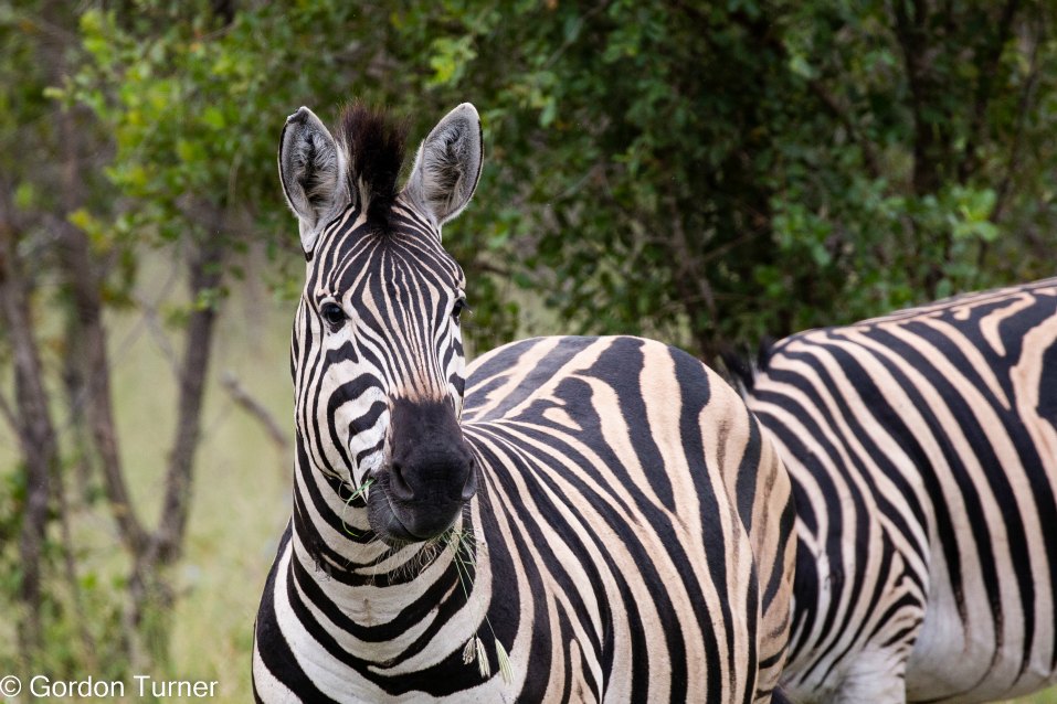 <h2>The Best of South Africa Escorted 2023</h2> 14 Nights | 6 Rounds | March 11 - 25